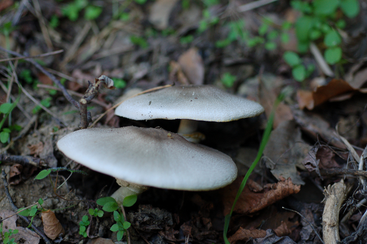A. xantoderma?
